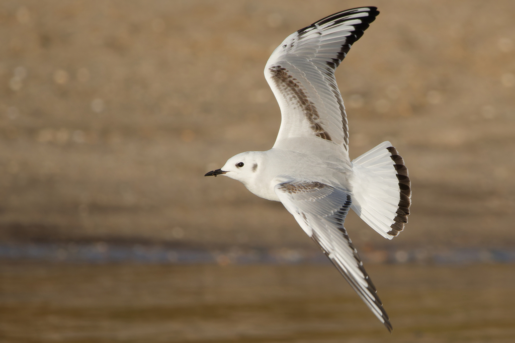 Bonaparte's Gull